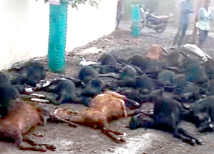 અમરેલીનાં ઇશ્ર્વરીયામાં વિજળી ત્રાટકતા 29 ઘેટા બકરા ભડથુ