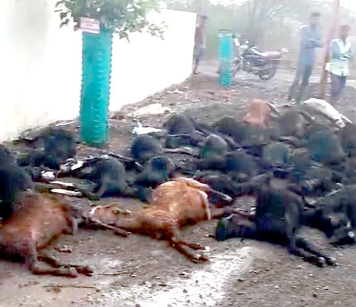 અમરેલીનાં ઇશ્ર્વરીયામાં વિજળી ત્રાટકતા 29 ઘેટા બકરા ભડથુ